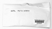 Poria undata image